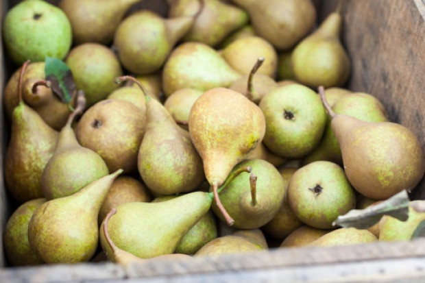 fot. shutterstock Ceny gruszek na rynkach hurtowych sięgają 2-4 zł/kg