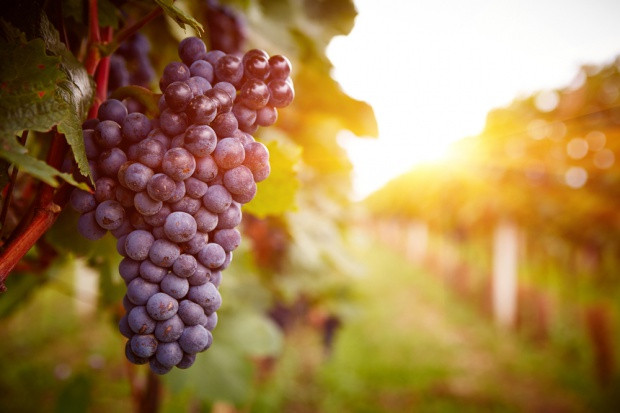 fot. Shutterstock Copa i Cogeca opublikowały nowe dane dotyczące tegorocznego winobrania
