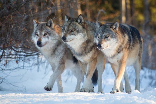fot. Shutterstock Polscy hodowcy owiec obawiają się zakazu polowań na wilki