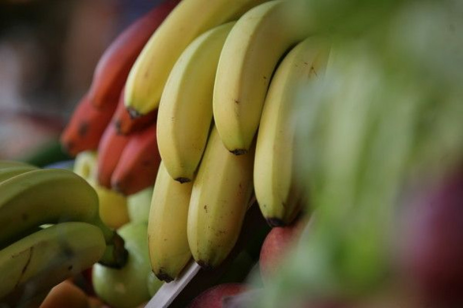 (fot. PTWP) Polscy będą jeść więcej bananów