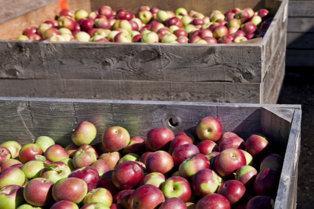 fot. shutterstock Związek Sadowników RP prosi o interwencję ministra rolnictwa