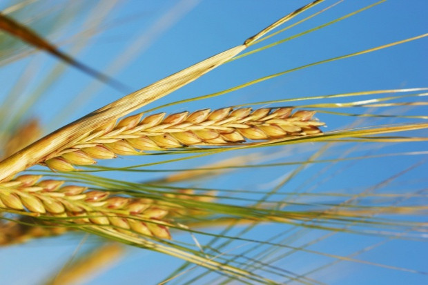 fot. za farmer.pl Mocne wzrosty cen kontraktów na amerykańskie zboża
