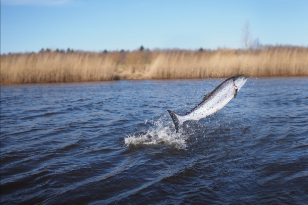 Fot. Shutterstock Marine Harvest: ucieczka 2 tys. łososi