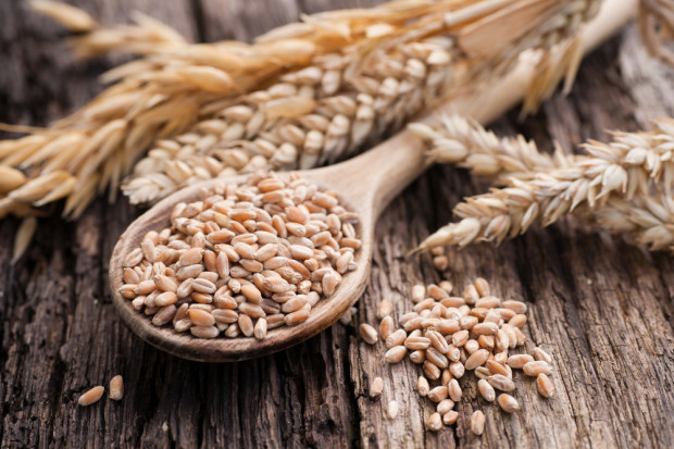Fot. Shutterstock W najbliższych latach powolny wzrost produkcji zbóż w Unii Europejskiej