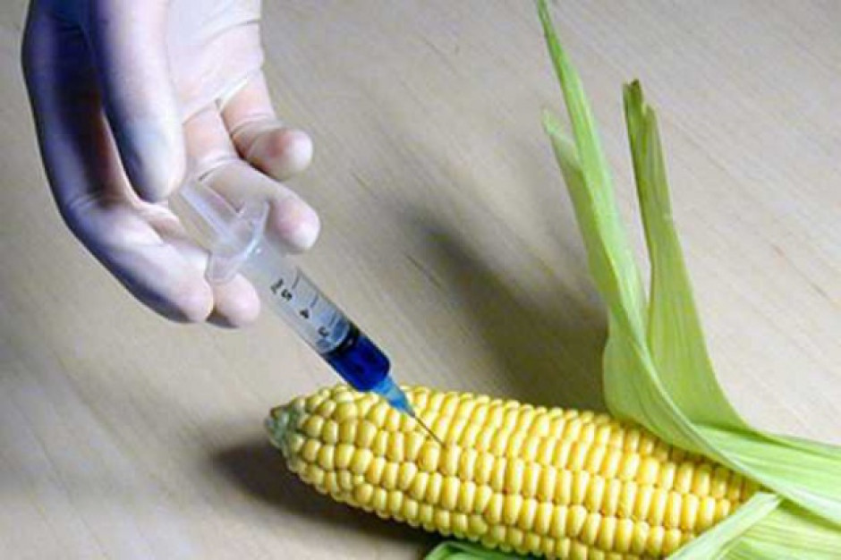 KE zalegalizowała import dwóch odmian kukurydzy GMO