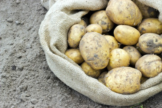 fot. shutterstock Tegoroczne zbiory ziemiopłodów rolnych i ogrodniczych wyraźnie poniżej poziomów z 2014 r.