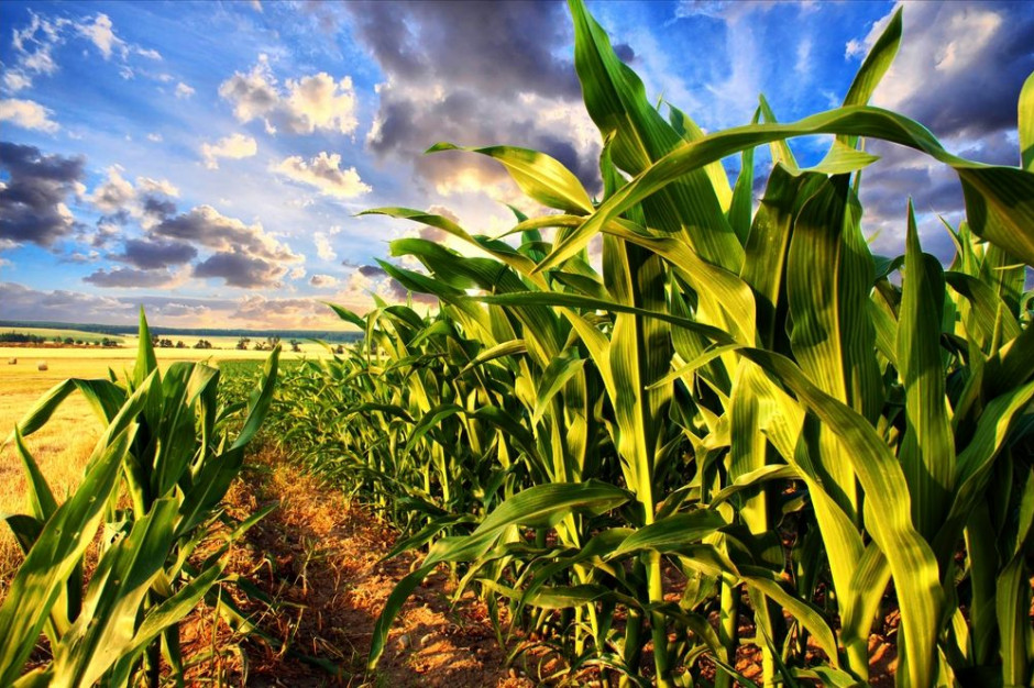 Rok 2015 trudny dla producentów kukurydzy i odbiorców pasz