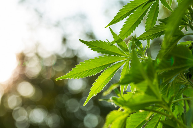 Fot. Shutterstock Marihuana po legalizacji w Kanadzie - dostępna wysyłkowo czy w sklepach z alkoholem?