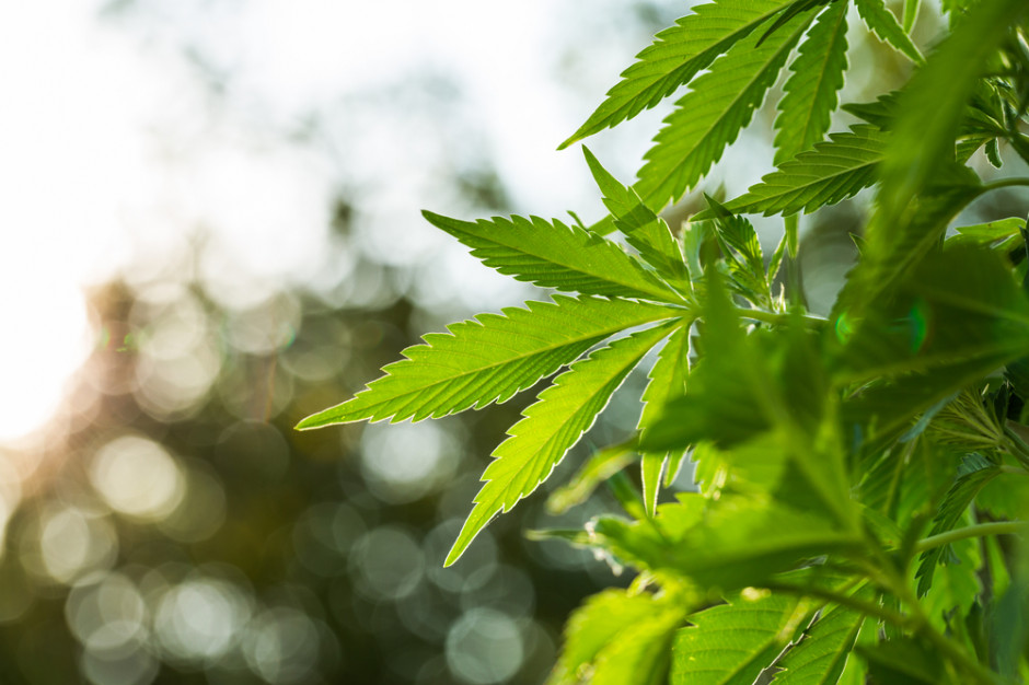 Fot. Shutterstock Marihuana po legalizacji w Kanadzie - dostępna wysyłkowo czy w sklepach z alkoholem?