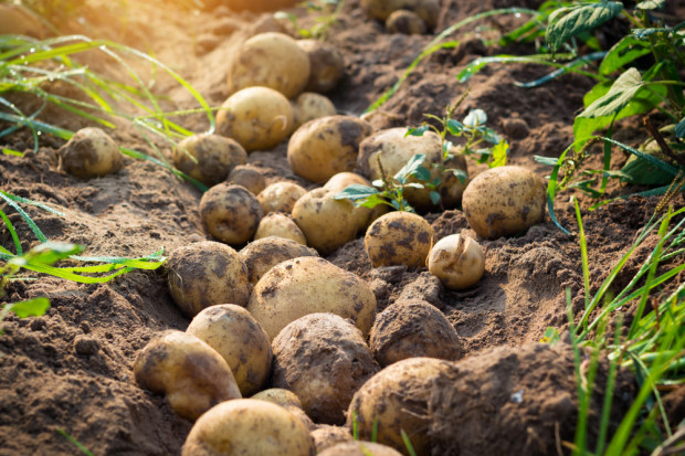 Fot. Shutterstock Przebudowa strukturalna branży ziemniaczanej