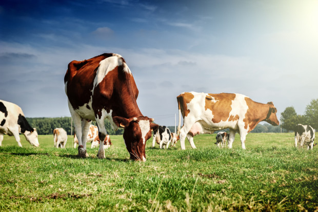 Fot. Shutterstock Duży spadek pogłowia krów w Nowej Zelandii