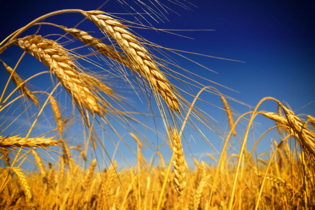 Ceny zbóż na giełdach poszły minimalnie w górę. Fot. shutterstock Ceny zbóż minimalnie w górę