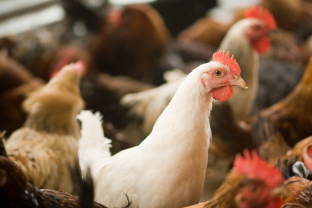 Rolmex SA oraz Integra sp. z o.o. chcą utworzyć wspólnego przedsiębiorcę; Fot. Shutterstock Spółki z grup Rolmex i SuperDrob utworzą wspólną firmę
