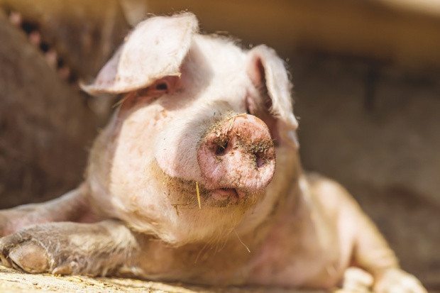 fot. Shutterstock Rozporządzenie ws. pomocy producentom trzody i mleka uzgodnione