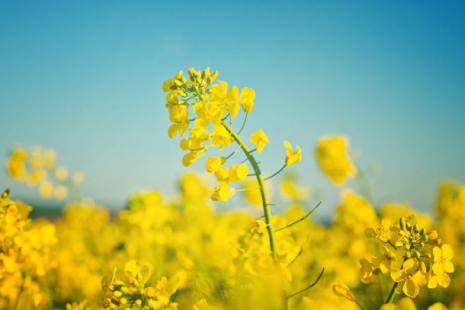 fot. shutterstock Niższe ceny rzepaku z powodu obaw o gospodarkę Chin
