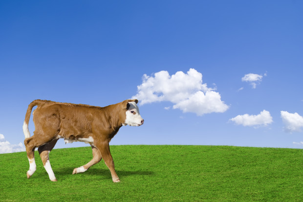 Fot. Fotolia Import mięsa oraz żywca wołowego niższy o 3,9 proc.