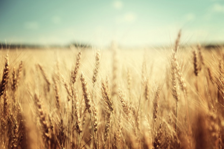 USDA: Rekordowo wysoka prognoza światowej produkcji pszenicy