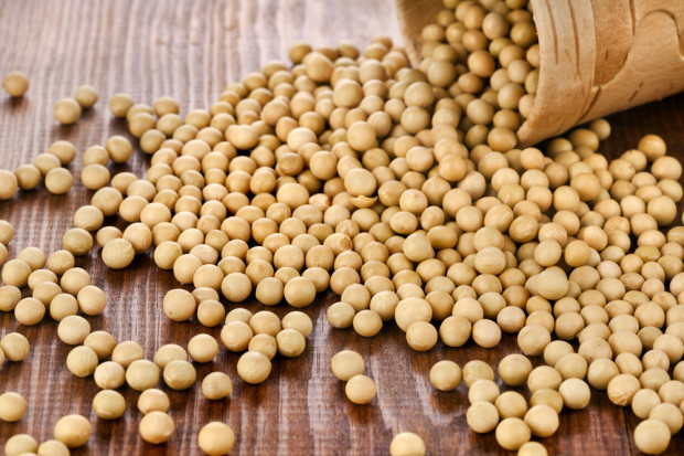 USDA prognozuje niższą produkcję nasion oleistych. Fot. Shutterstock USDA zmniejsza prognozy światowej produkcji nasion oleistych