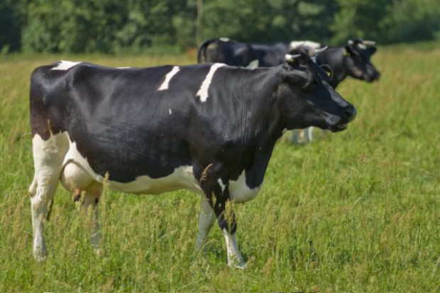 Poprawa sytuacji producentów mleka nastąpi w drugiej połowie 2016 r.