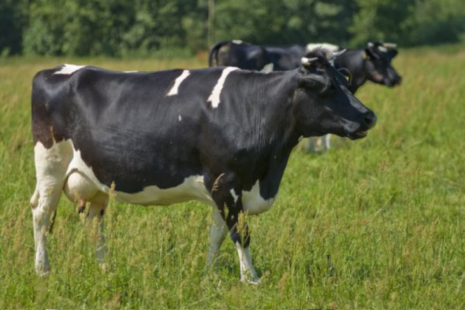 Poprawa sytuacji producentów mleka nastąpi w drugiej połowie 2016 r.