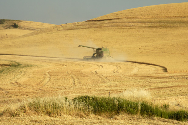 Areał pszenicy HRW w USA jest najmniejszy od sezonu 1986/87. fot. shutterstock USDA: Amerykańscy rolnicy sieją mniej pszenicy ozimej