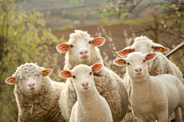 Fot. Shutterstock Choroba niebieskiego języka uderza w Gruzji. Ponad 2 tys. zagrożonych owiec