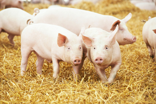 Fot. Shutterstock Rabobank: niepokojące prognozy dla rynku wieprzowiny