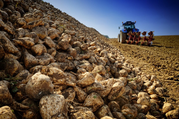 fot. shutterstock Francja: Areał buraków wzrośnie przed zniesieniem kwot produkcyjnych