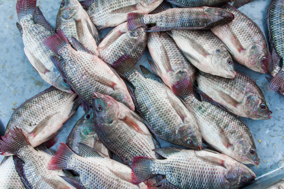 Fot. Shutterstock Eran Huppert, dyrektor generalny Globalfish - wywiad nt. perspektyw rozwoju akwakultury w Polsce