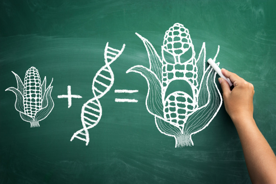 KE może zostać zmuszona do rezygnacji z planów zakazania importu pasz GMO. fot. shutterstock Komisja Europejska zrezygnuje z prób zakazania importu pasz GMO?