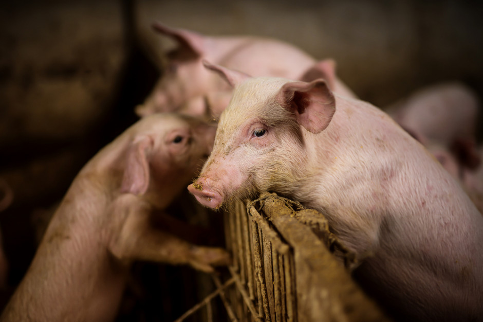 Problemy sektora wieprzowiny. Pogłowie świń w Polsce najniższe od 60 lat