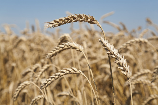 Fot. Shutterstock Niższe prognozy światowej produkcji pszenicy