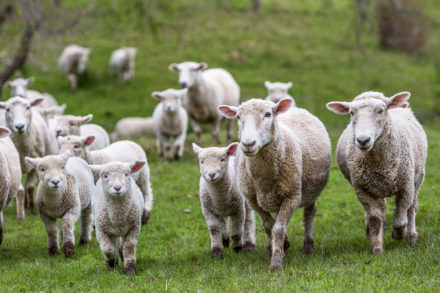 Fot. Shutterstock Rośnie import mięsa owczego i koziego do Unii Europejskiej