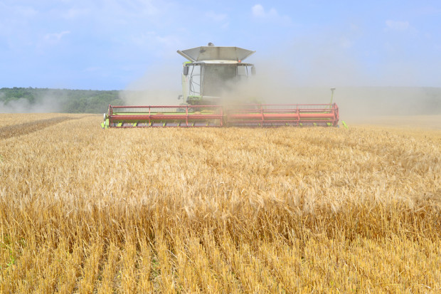 Letnia susza wpłynęła na mniejsze zbiory zbóż na Ukrainie. fot. shutterstock Ukraina: Zbiory ziarna w 2015 mniejsze z powodu suszy