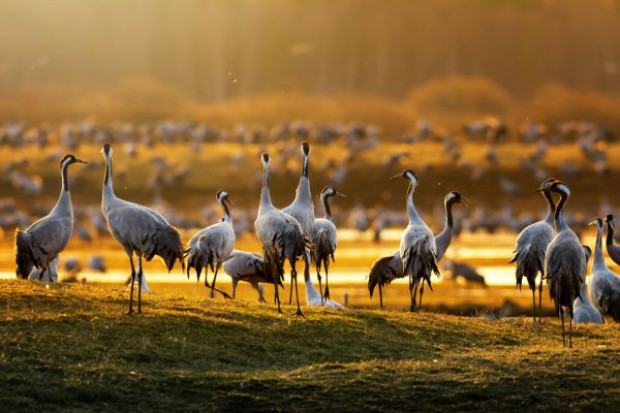 Przylot żurawi zwiastuje zazwyczaj rychłe nadejście wiosny fot. Shutterstock Wiosna wcześniej niż zwykle? Przyleciały pierwsze żurawie