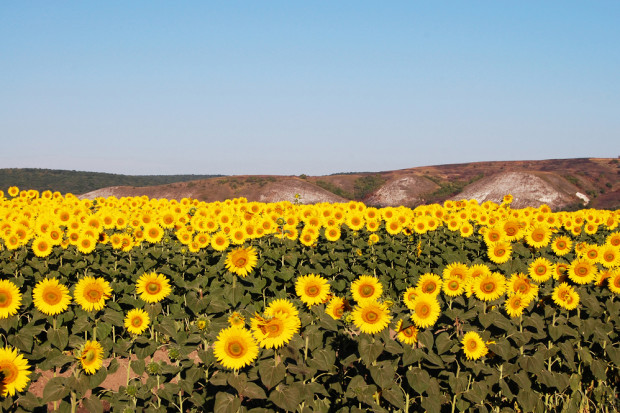 Zbiory roślin oleistych w sezonie 2015/16 mogą być rekordowe. fot. shutterstock Rosja: Rekordowe prognozy zbiorów oleistych
