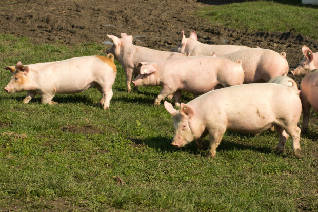Niskie ceny żywca przyczyniły się do spadku pogłowia świń do 10,6 mln sztuk. Fot. shutterstock ARR: Niskie ceny żywca przyczyniły się do spadku pogłowia świń do 10,6 mln sztuk