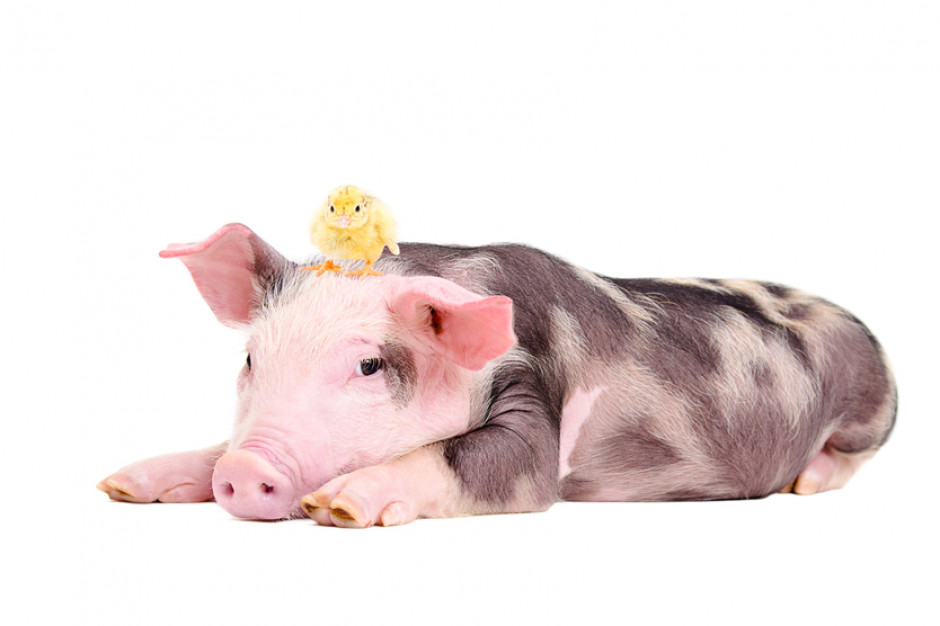 Fot. Shutterstock Trudna sytuacja producentów wieprzowiny. Konsumenci wybiorą kurczaka?