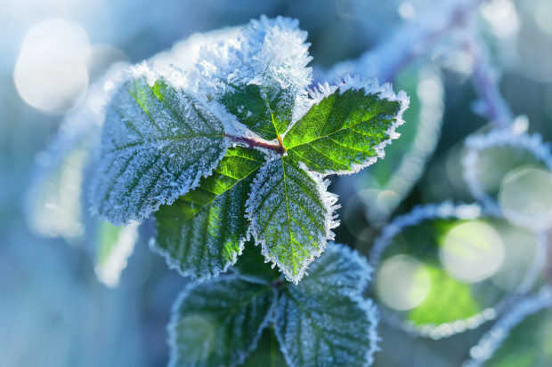 Fot. Shutterstock Mróz w wielu rejonach kraju uszkodził rośliny
