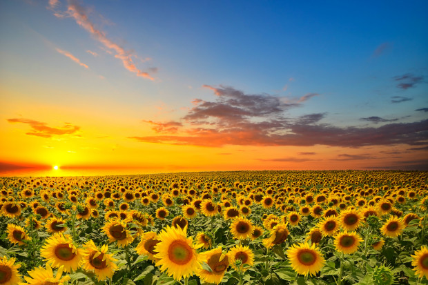 Według DG Agri produkcja oleistych będzie mniejsza niż wynikało to z grudniowych szacunków. fot. shutterstock DG Agri zmniejsza prognozę produkcji rzepaku i słonecznika