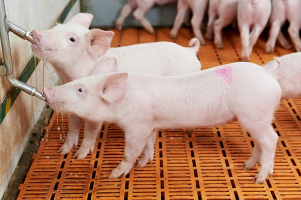 Fot. Shutterstock Eksperci: Ceny wieprzowiny będą rosły. Możliwy spadek konsumpcji