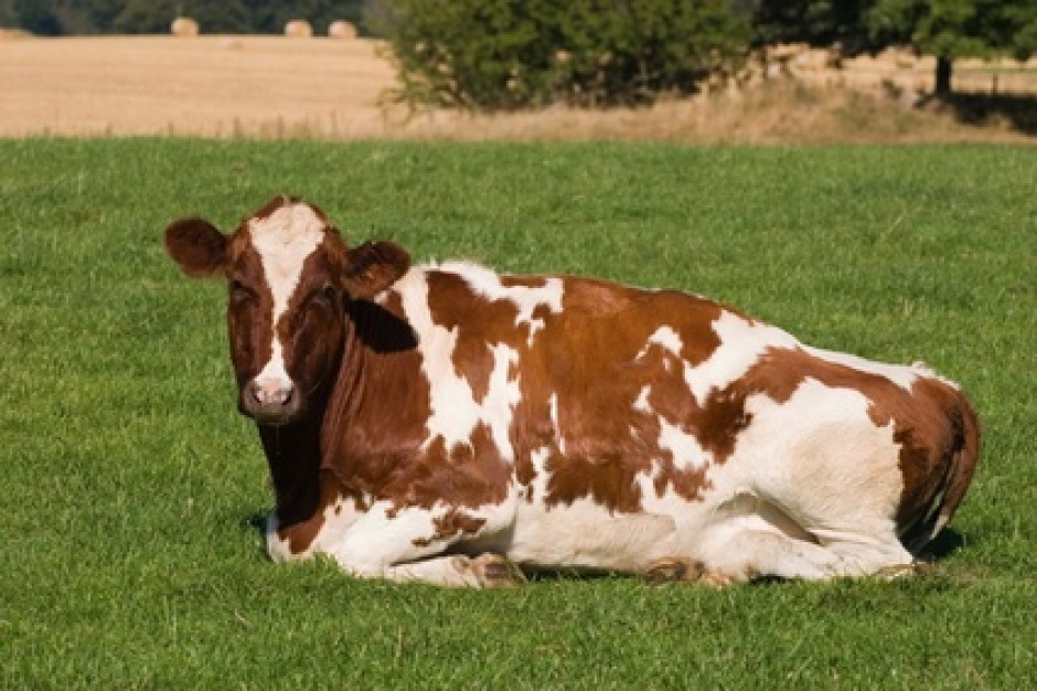 fot. Fotolia Spada import mięsa i żywca wołowego