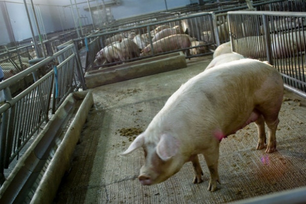 2 marca powiększy się w Podlaskiem strefa ochronna wyznaczona w związku z ASF. fot. PTWP Komisja Europejska: ASF w UE jest pod ścisłą kontrolą