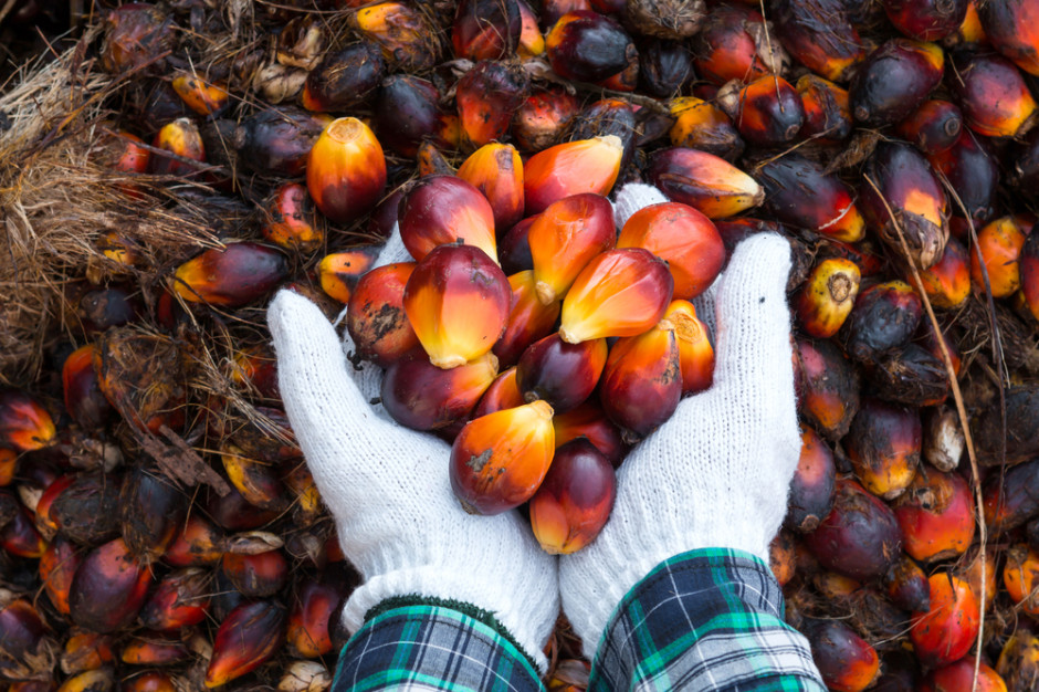 Wzrasta zużycie oleju palmowego do produkcji biodiesla