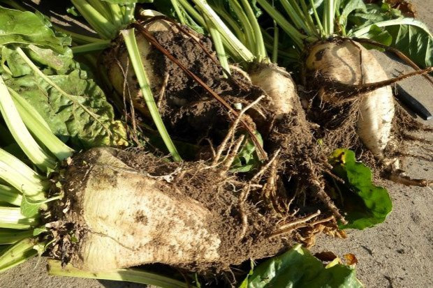 fot. Farmer IERiGŻ: Zbiory buraków cukrowych wyniosły ok. 9 mln t w kampanii 2015/2016