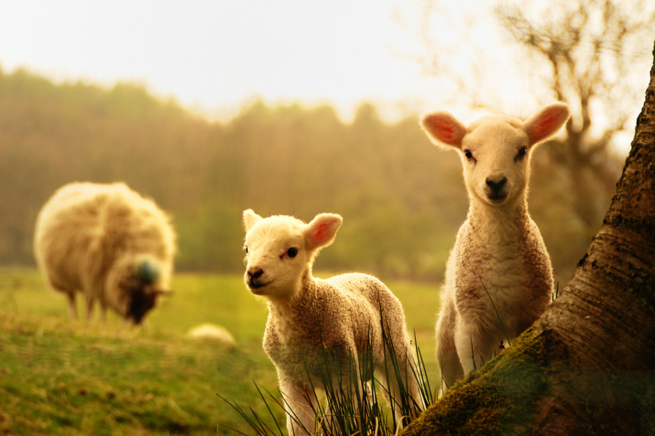 Rośnie pogłowie owiec w Polsce 
