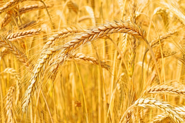 Fot. Shutterstock Francja: obszar zasiewów pszenicy pod zbiór największy od 80 lat