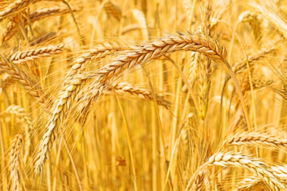 Francja: obszar zasiewów pszenicy pod zbiór największy od 80 lat