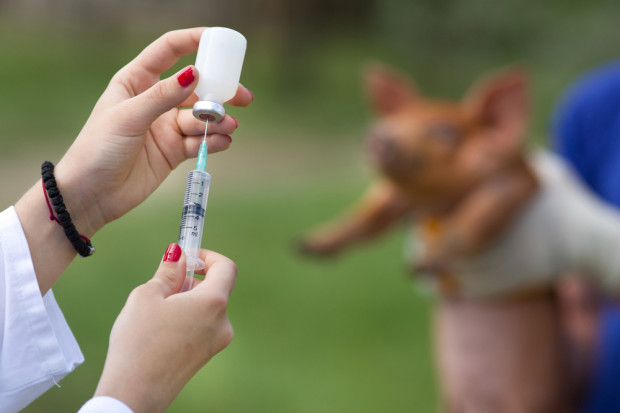 Fot. Shutterstock Chiny mają problem z antybiotykami w mięsie?
