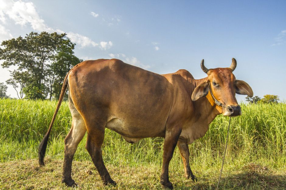 Brazylia: rośnie liczba zakładów posiadających prawo eksportu wołowiny do Chin 
